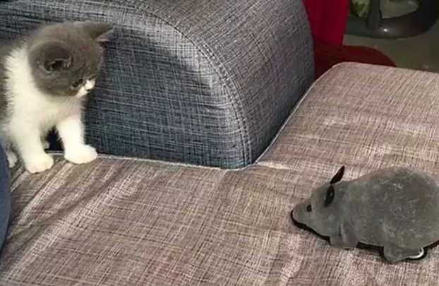 小奶猫被玩具老鼠吓到：妈妈救命啊，这里有老鼠！