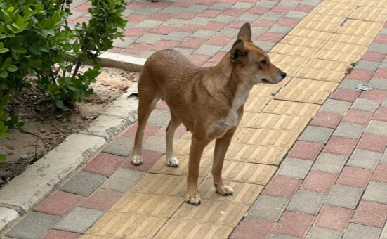 孕妇遭三只宠物狗追咬,打疫苗后胎儿停止发育 孕妇遭三只宠物狗追咬,打疫苗后胎儿停止发育
