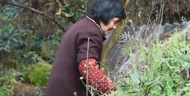 广东老太在山上捡了只小野猫养,养大后人懵了 广东老太在山上捡了只小野猫养,养大后人懵了