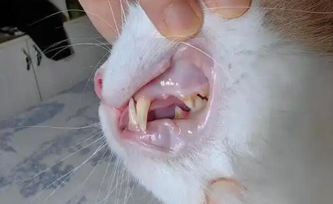 猫咪牙龈发白可能患什么病? 猫咪牙龈发白可能患什么病?