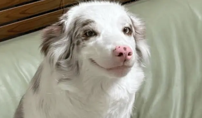 网友回家发现边牧的表情不对……养狗的人都懂吧!? 网友回家发现边牧的表情不对……养狗的人都懂吧!?