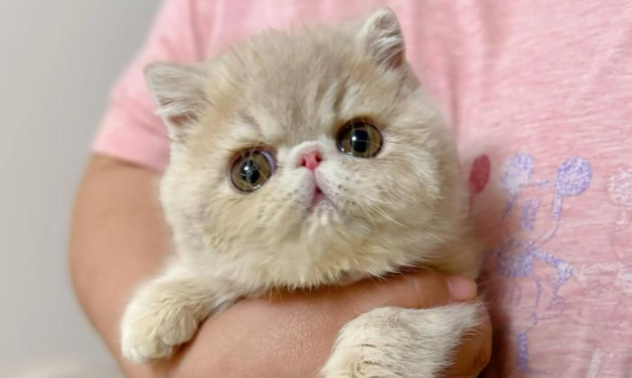 加菲猫的智商高不高?“佛系聪明” 的温和派 加菲猫的智商高不高?“佛系聪明” 的温和派