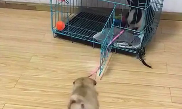 兔子把狗窝占了,气的狗狗咬着绳子往外拉:你给我出来 兔子把狗窝占了,气的狗狗咬着绳子往外拉:你给我出来