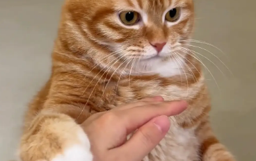 猫咪不让主人摸脑袋。网友:有的猫你只有抚养权没有使用权 猫咪不让主人摸脑袋。网友:有的猫你只有抚养权没有使用权