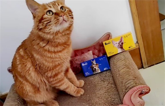 猫咪驱虫用品推荐：科瑞爱特外驱+内驱，一站购买更便利