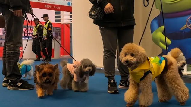 “毛孩子”变“旅伴” 大陆宠物友好风潮蔓延