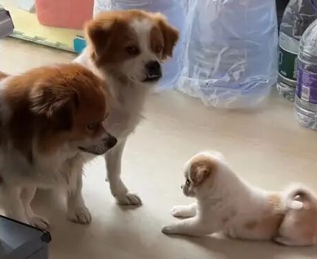 怀孕流浪狗到商店乞食,生下小狗“托付”老板照顾 怀孕流浪狗到商店乞食,生下小狗“托付”老板照顾