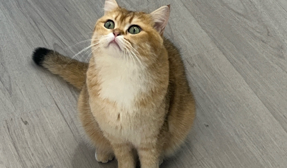 刚打疫苗的猫呕吐有炎症怎么办