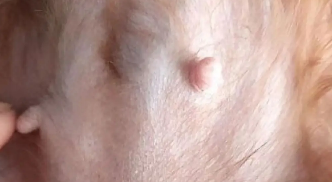狗狗乳腺肿瘤的症状 狗狗乳腺肿瘤的症状