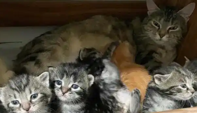 工业区小猫获救,好心人寻找到母猫,发现事情远没那么简单 工业区小猫获救,好心人寻找到母猫,发现事情远没那么简单