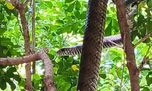 广州番禺一小区现两米多长的大蛇！去年也曾有蛇出没