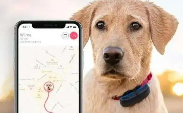 从身份标识到智慧互联:宠物芯片如何重塑我们与毛孩的未来 从身份标识到智慧互联:宠物芯片如何重塑我们与毛孩的未来