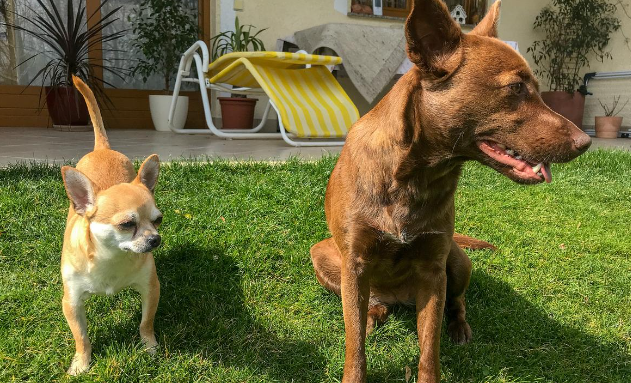 新政策发布：狗咬人，拒清理犬便，不仅赔钱还要坐牢