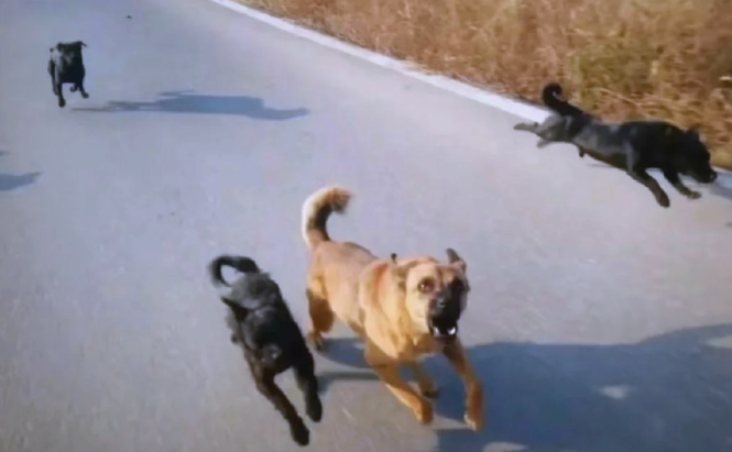 狗没有咬人,主人为何也要赔偿? 狗没有咬人,主人为何也要赔偿?