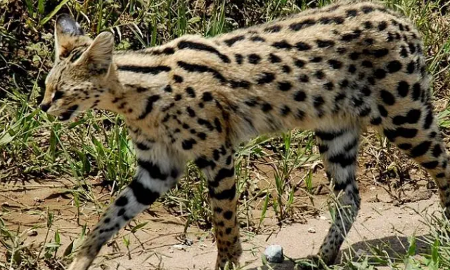 河北石家庄发现薮猫,本应在非洲的猛兽,为何在我国野外出现了? 河北石家庄发现薮猫,本应在非洲的猛兽,为何在我国野外出现了?