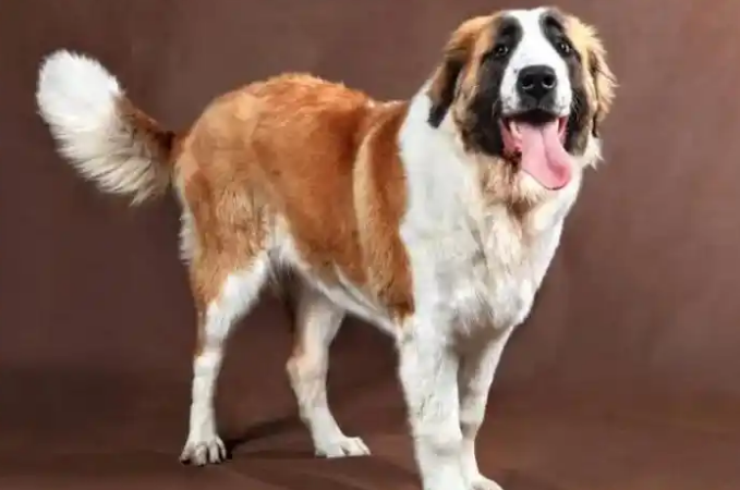 圣伯纳犬呕吐发抖怎么回事?一文为你解析! 圣伯纳犬呕吐发抖怎么回事?一文为你解析!