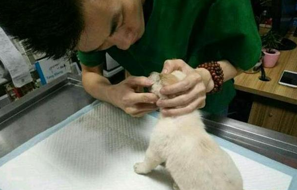 狗狗闭眼不停哀嚎,好心人将其送到医院,医生当场破口大骂 狗狗闭眼不停哀嚎,好心人将其送到医院,医生当场破口大骂