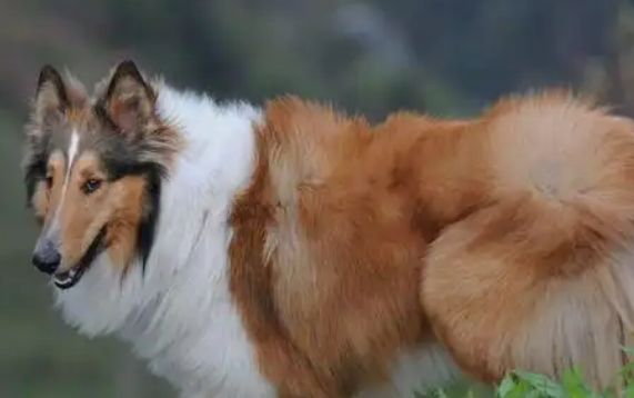 苏格兰牧羊犬多少钱一只？一文带你看明白