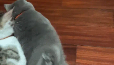 男子把猫咪放碗里转圈,猫咪走路晕头转向 男子把猫咪放碗里转圈,猫咪走路晕头转向