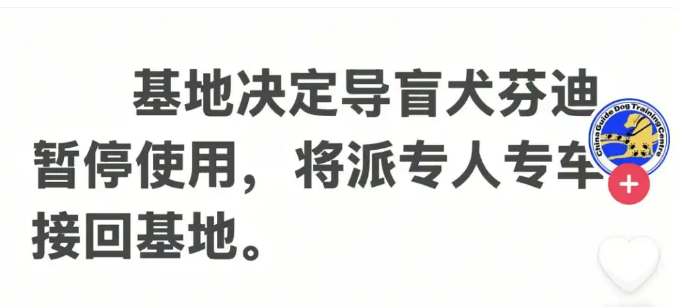 盲人带导盲犬雨夜爬泰山,导盲犬大连基地回应 盲人带导盲犬雨夜爬泰山,导盲犬大连基地回应