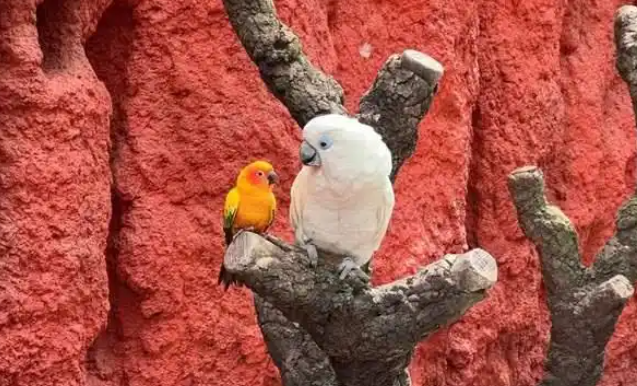 两只鹦鹉“相依为命、孤苦伶仃”?鹦鹉姐妹花的跨物种友谊 两只鹦鹉“相依为命、孤苦伶仃”?鹦鹉姐妹花的跨物种友谊