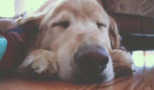 长期吃油腻食物会让狗狗得胆囊炎吗 长期吃油腻食物会让狗狗得胆囊炎吗