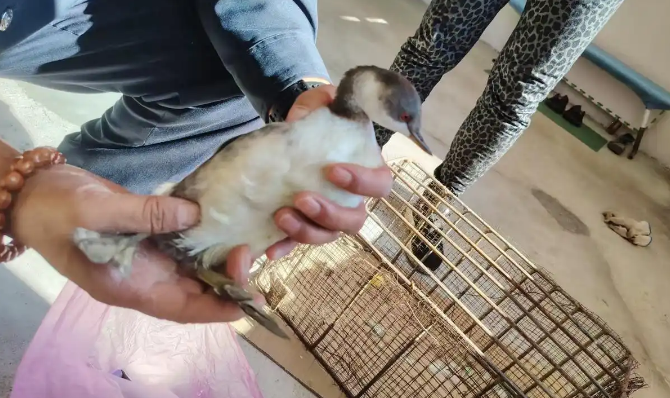 家猫炫耀“战利品”，警民联动救下保护动物小䴙䴘