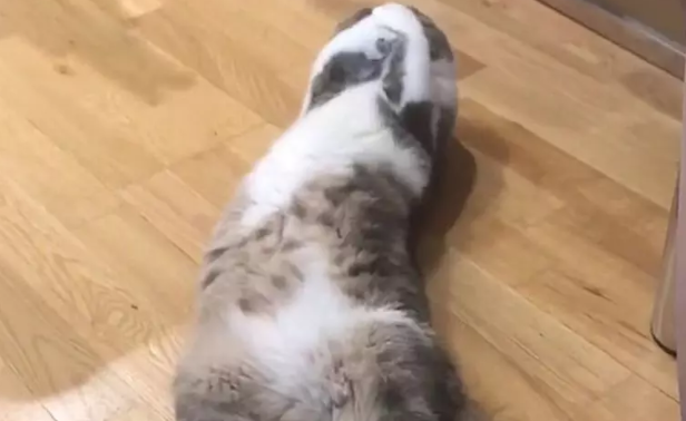 猫咪在睡觉,发现有人在拍自己,立即捂脸:素颜,别拍 猫咪在睡觉,发现有人在拍自己,立即捂脸:素颜,别拍