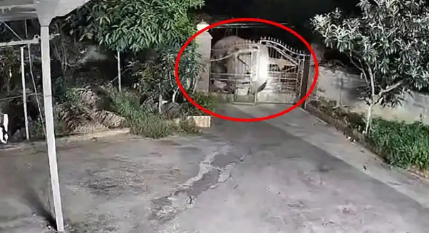 “吃货”大象成精了！深夜推门而入开启自助餐