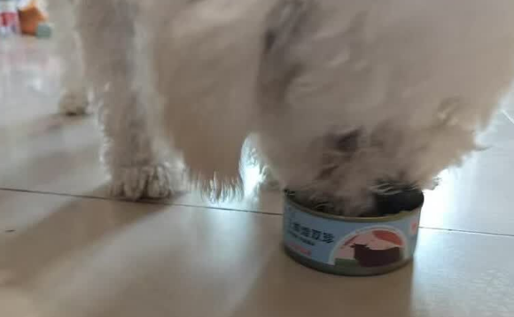 狗狗零食吃什么比较好?帕蓝姆3+2肉蔬罐,开罐即大餐! 狗狗零食吃什么比较好?帕蓝姆3+2肉蔬罐,开罐即大餐!