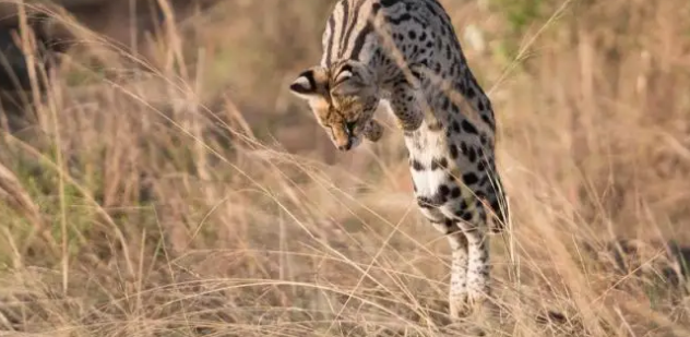 河北石家庄发现薮猫,本应在非洲的猛兽,为何在我国野外出现了? 河北石家庄发现薮猫,本应在非洲的猛兽,为何在我国野外出现了?