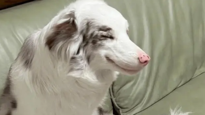 网友回家发现边牧的表情不对……养狗的人都懂吧!? 网友回家发现边牧的表情不对……养狗的人都懂吧!?