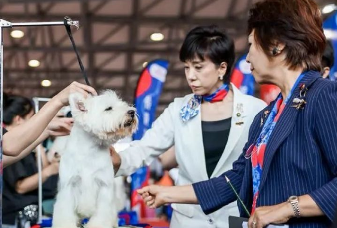 超3000亿元宠物经济市场迎智能与全球化浪潮