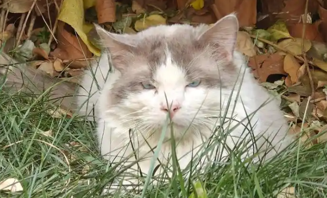 闵行区流浪猫免费绝育第三期启动,起到良好的示范作用 闵行区流浪猫免费绝育第三期启动,起到良好的示范作用