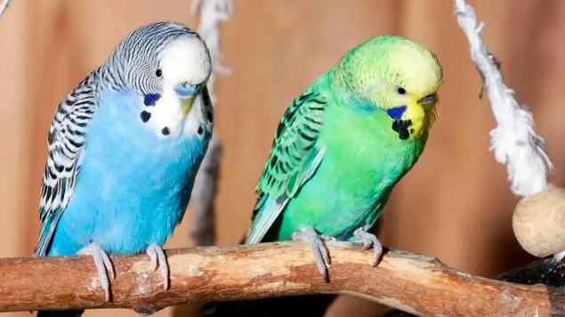 虎皮鹦鹉掉毛正常吗?需分清情况科学应对! 虎皮鹦鹉掉毛正常吗?需分清情况科学应对!