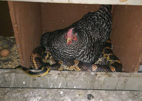 蛇和鸡混成了好朋友,母鸡免费给取暖,走时候还送两颗蛋 蛇和鸡混成了好朋友,母鸡免费给取暖,走时候还送两颗蛋