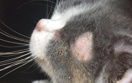 猫癣怎样判断快痊愈了 猫癣怎样判断快痊愈了