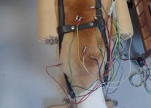 “汪星人”也扎针?!川农大动物医院银针艾草给狗狗治瘫痪火了 “汪星人”也扎针?!川农大动物医院银针艾草给狗狗治瘫痪火了