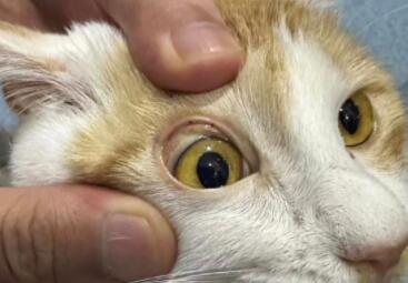 猫咪黄疸是肝脏出问题了吗？