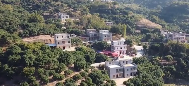 广东老太在山上捡了只小野猫养,养大后人懵了 广东老太在山上捡了只小野猫养,养大后人懵了