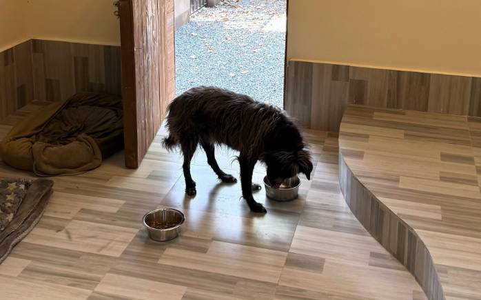 迪拜出台「豪华宠物公寓」标准:配备泳池、SPA 和专属电梯 迪拜出台「豪华宠物公寓」标准:配备泳池、SPA 和专属电梯