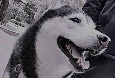 高龄哈士奇一直盯着门口，当看到主人时流泪逝去！