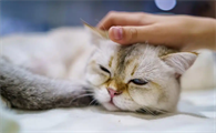 猫中毒治愈后可能留下哪些后遗症