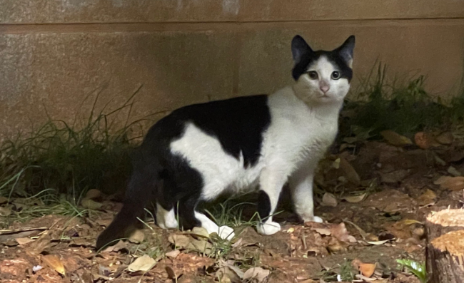 墓地旁的永恒守候，流浪猫承担 “守墓人” 的角色