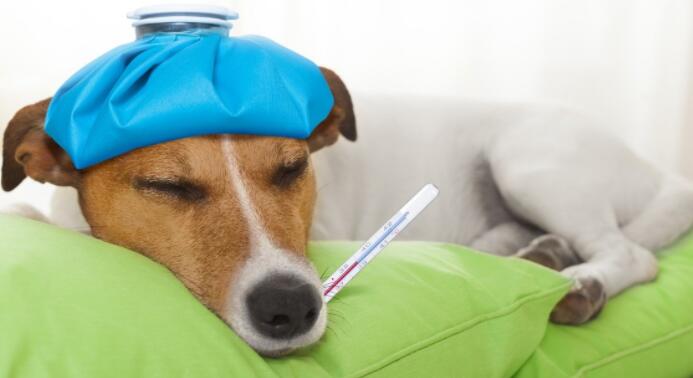 狗狗发烧不退要警惕什么病? 狗狗发烧不退要警惕什么病?