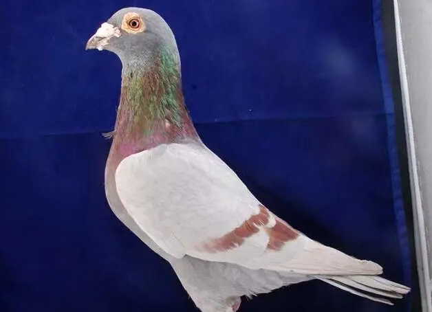 为什么每年入冬时鸽子容易生病?怎么预防? 为什么每年入冬时鸽子容易生病?怎么预防?