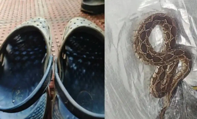 “洞洞鞋”藏蛇！印度41岁软件工程师被咬身亡