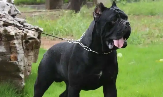 卡斯罗犬脱毛严重怎么办？这些应对方法快收藏！