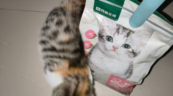 2025国产十大放心猫粮品牌排行榜：网易天成猫粮凭鲜食工艺成优选