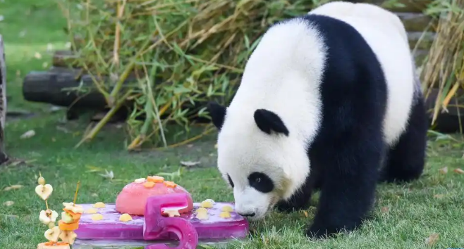 生日快乐！马德里动物园为大熊猫庆生